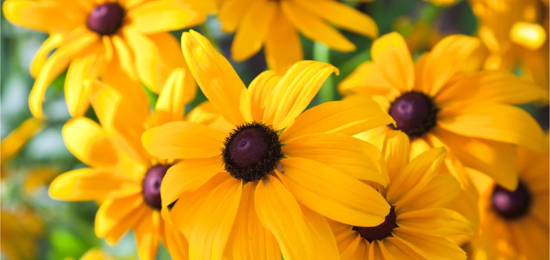 Native Plant Selection