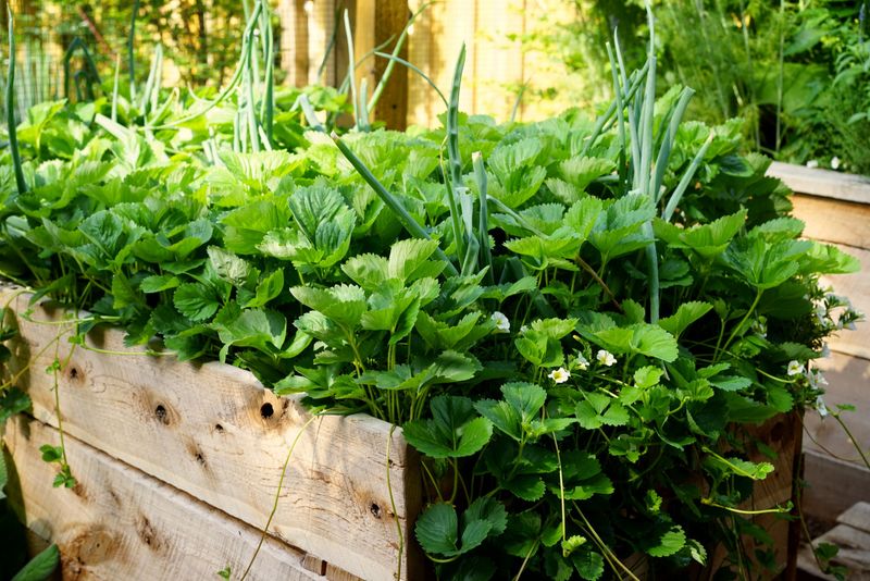 Companion Planting Strategies