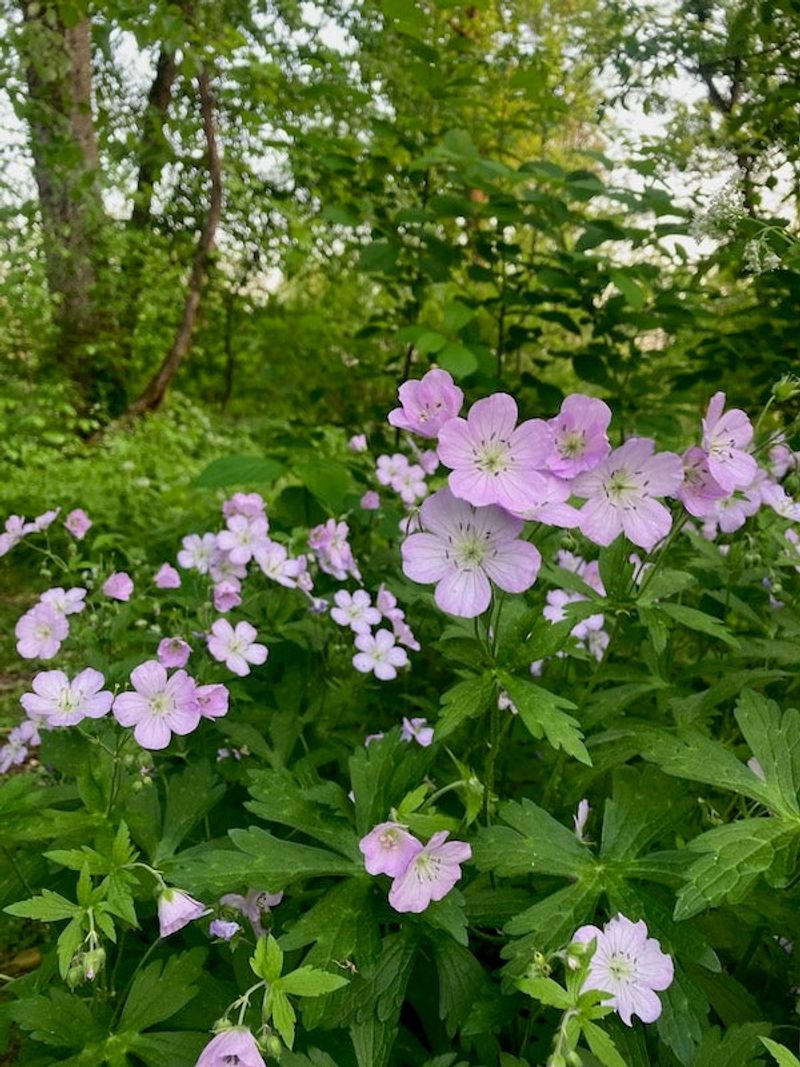 Wild Geranium