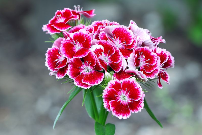 Dianthus