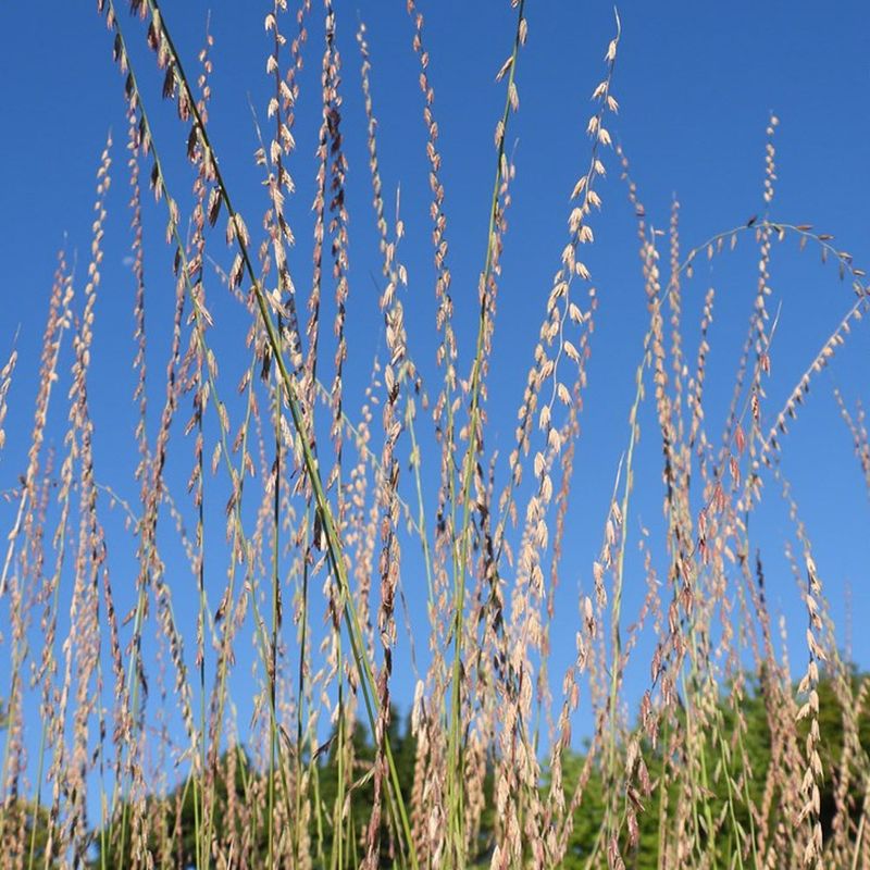 Sideoats Grama