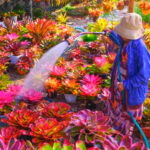 Tropical Garden Ideas for Florida Backyards