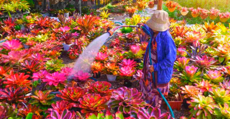 Tropical Garden Ideas for Florida Backyards