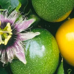Tropical Gardening in Hawaii: Best Fruits and Flowers to Grow Year-Round