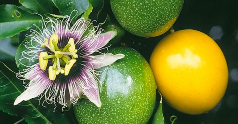 Tropical Gardening in Hawaii: Best Fruits and Flowers to Grow Year-Round