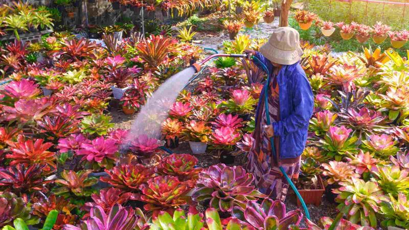 Colorful Bromeliads