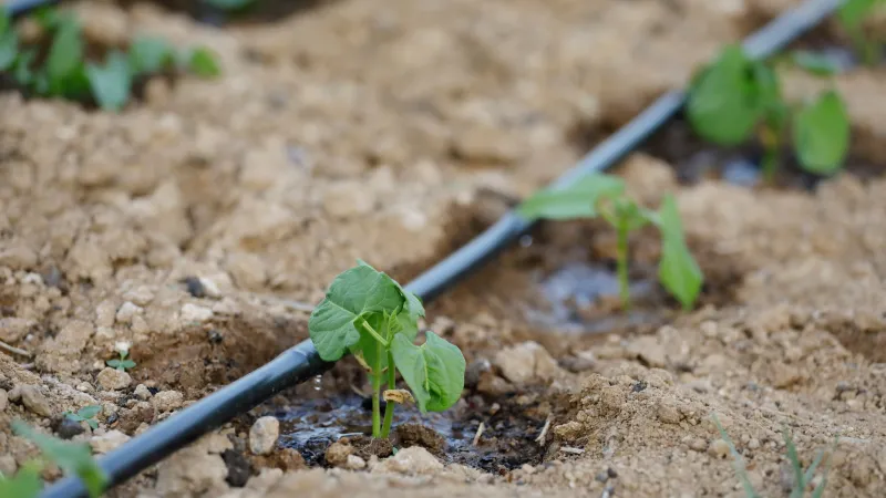 Implement Drip Irrigation