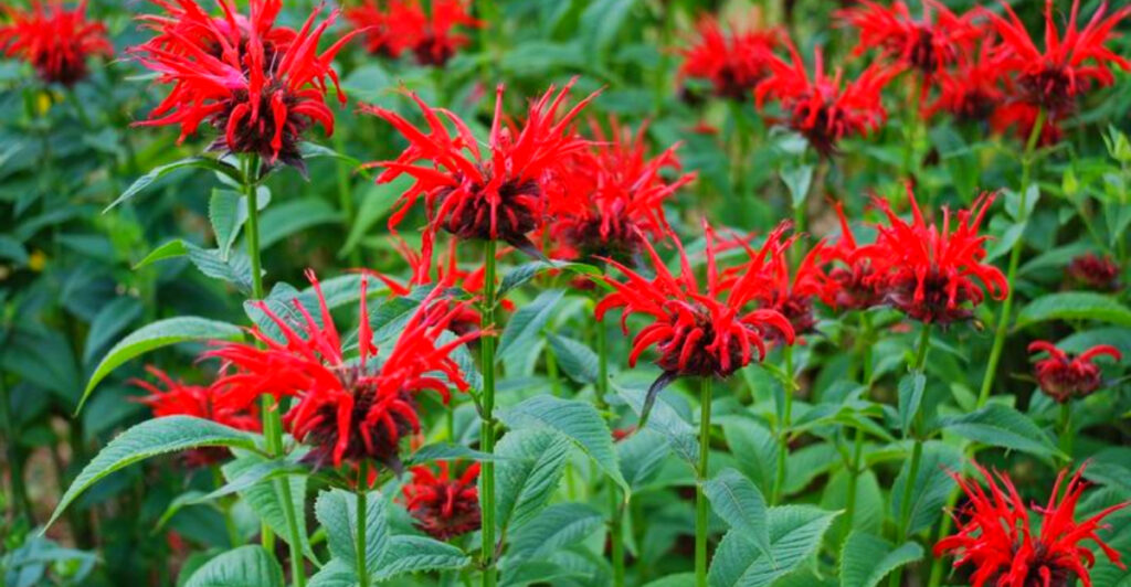 Vermont Perennials That Return Strong Every Year