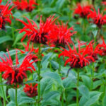 Vermont Perennials That Return Strong Every Year