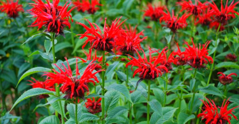 Vermont Perennials That Return Strong Every Year
