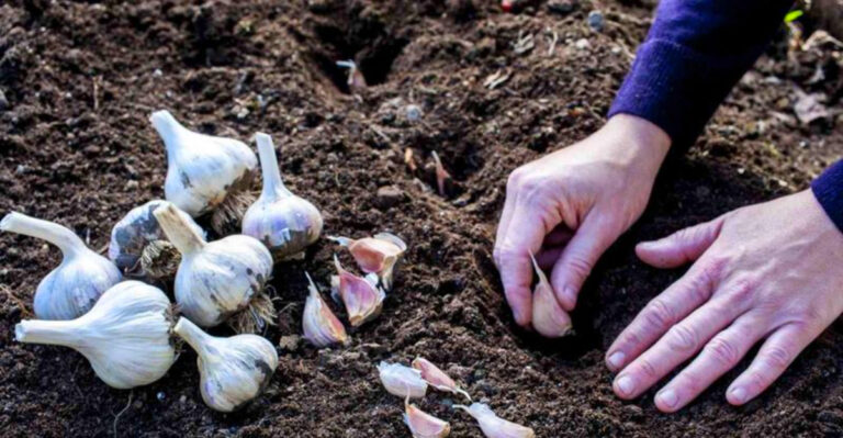 What to Plant in October: Fall Gardening Guide for Every U.S. Region