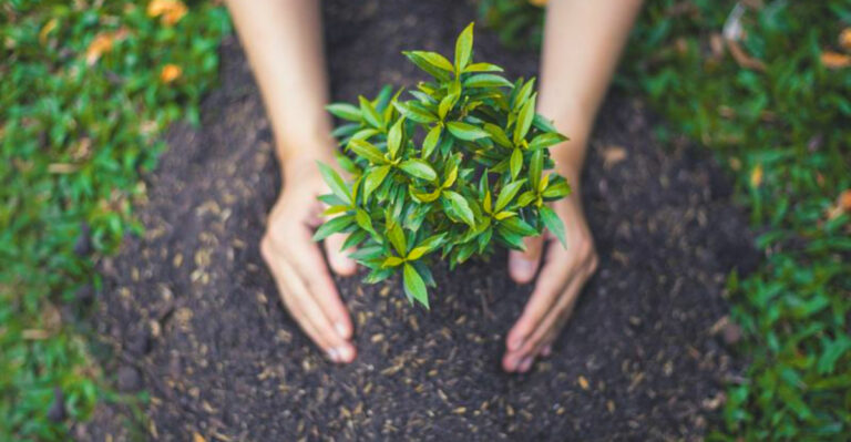 Why October Is the Perfect Month to Plant Trees and Shrubs