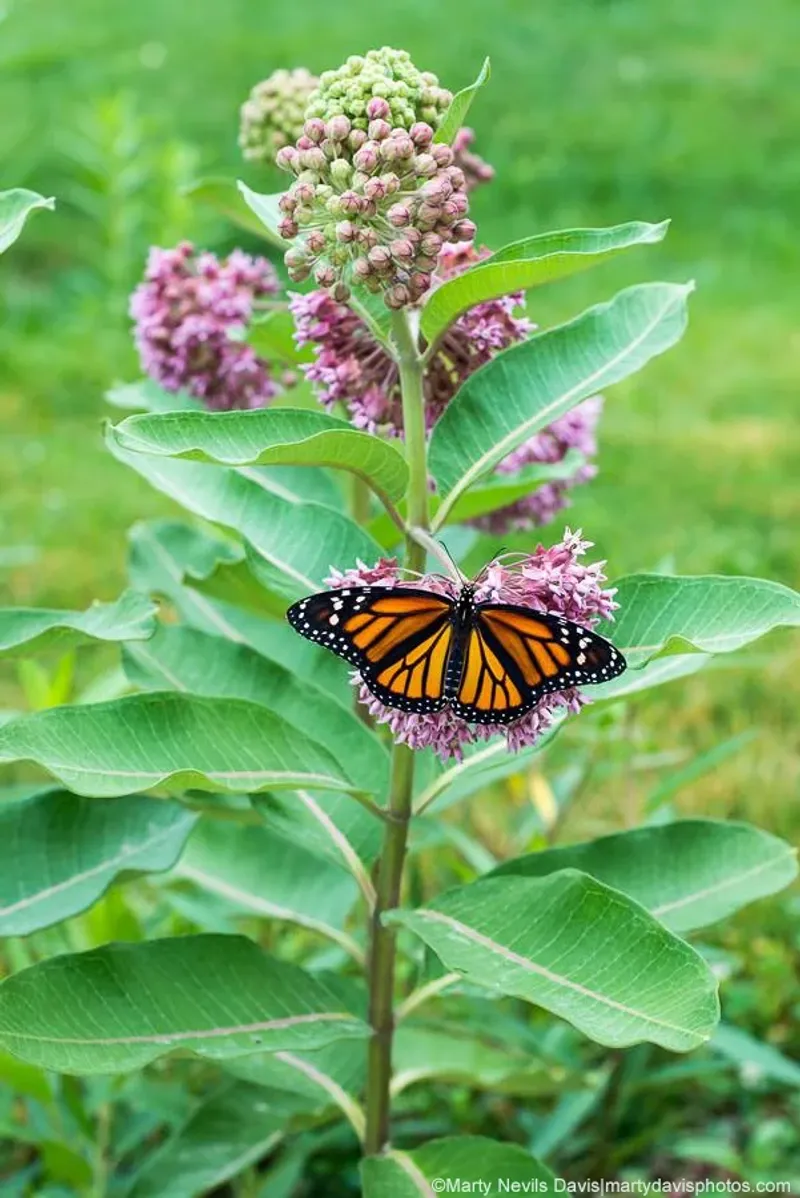 Milkweed