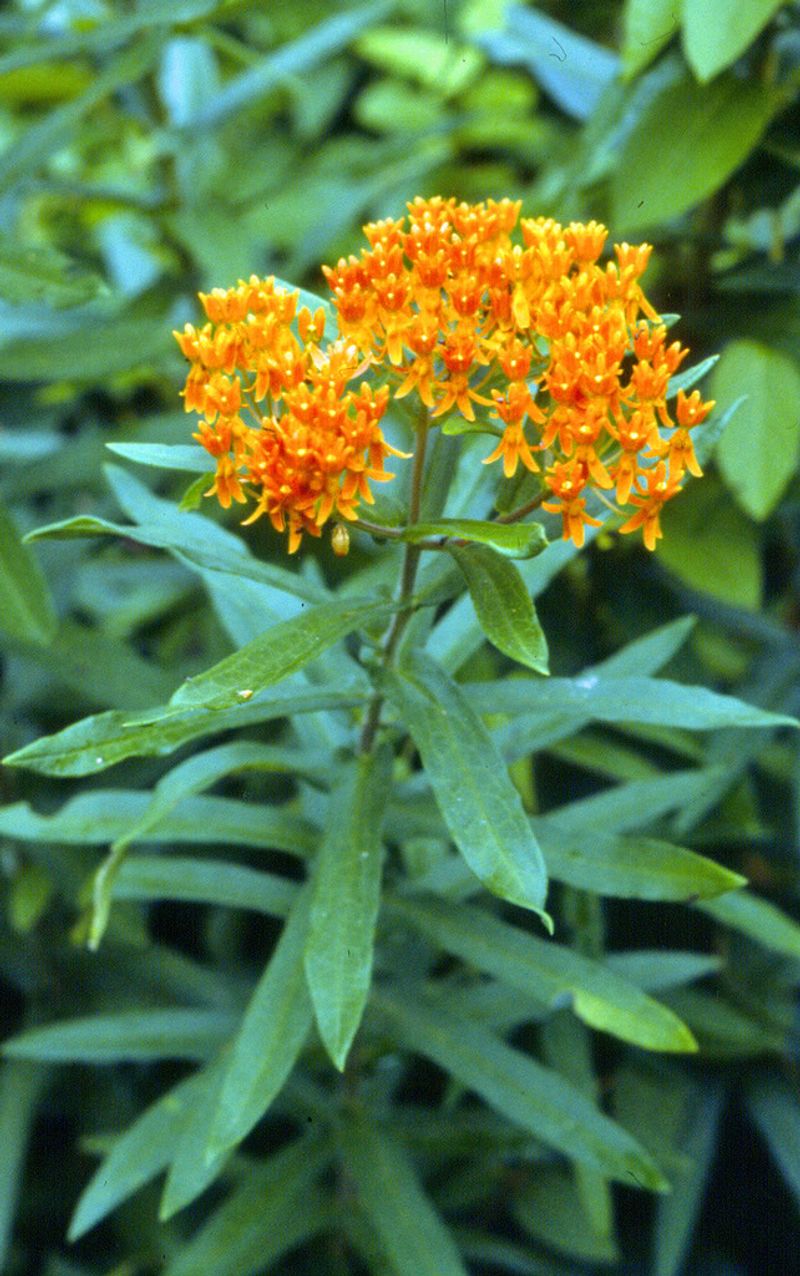Butterfly Milkweed