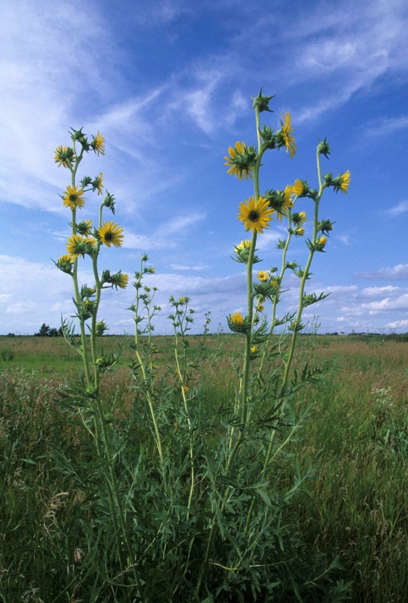 Compass Plant