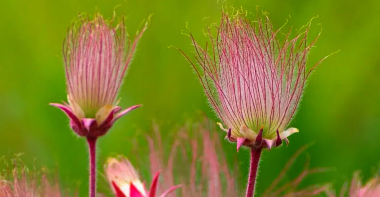Wildflowers That Add Color to Kansas Prairies