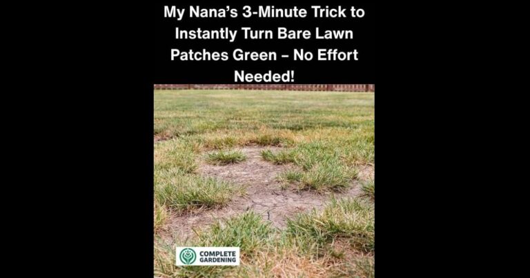 My Nana’s 3-Minute Trick to Instantly Turn Bare Lawn Patches Green – No Effort Needed!