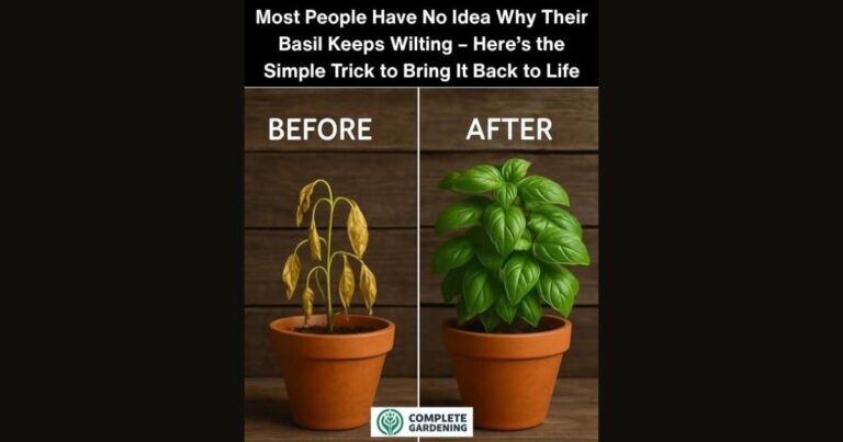 Most People Have No Idea Why Their Basil Keeps Wilting – Here’s the Simple Trick to Bring It Back to Life