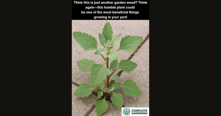 Stop Pulling This Out – It’s Not a Weed and Here’s Why You Should Let It Grow