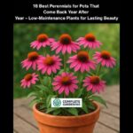 16 Best Perennials for Pots That Come Back Year After Year – Low-Maintenance Plants for Lasting Beauty