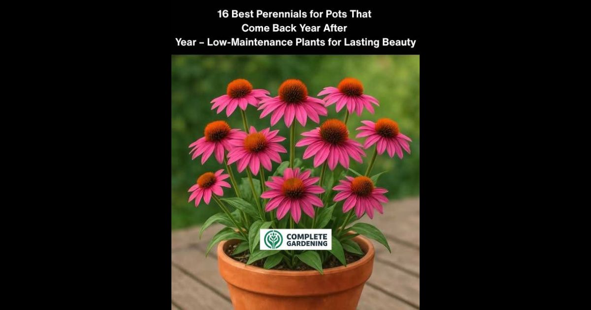 16 Best Perennials for Pots That Come Back Year After Year – Low-Maintenance Plants for Lasting Beauty