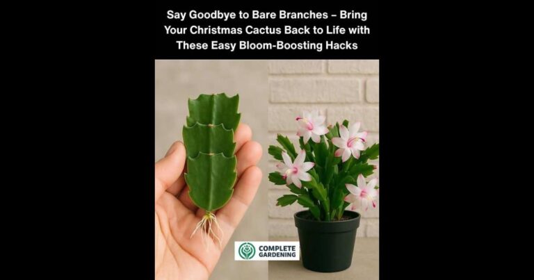 Say Goodbye to Bare Branches – Bring Your Christmas Cactus Back to Life with These Easy Bloom-Boosting Hacks