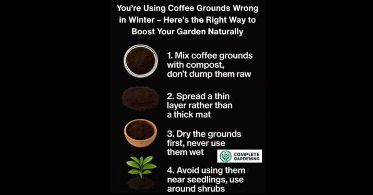 You’re Using Coffee Grounds Wrong in Winter – Here’s the Right Way to Boost Your Garden Naturally