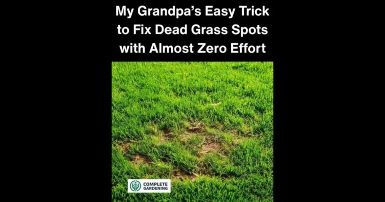 No Way… I Had No Idea! My Grandpa’s Easy Trick to Fix Dead Grass Spots with Almost Zero Effort