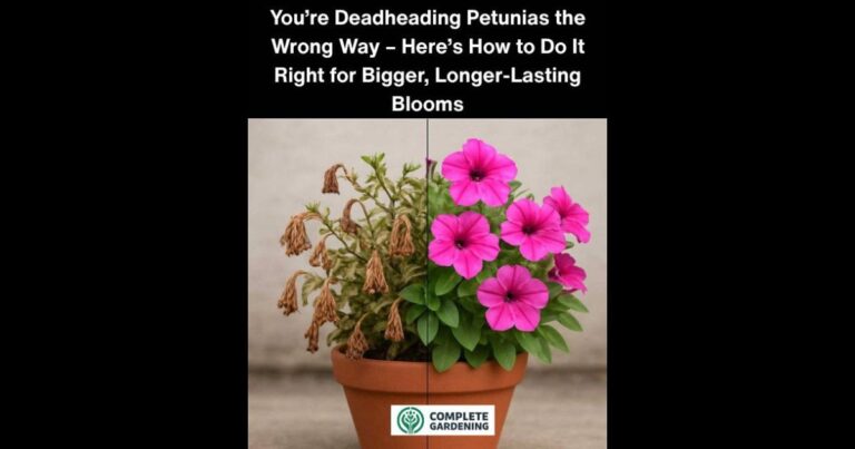 You’re Deadheading Petunias the Wrong Way – Here’s How to Do It Right for Bigger, Longer-Lasting Blooms