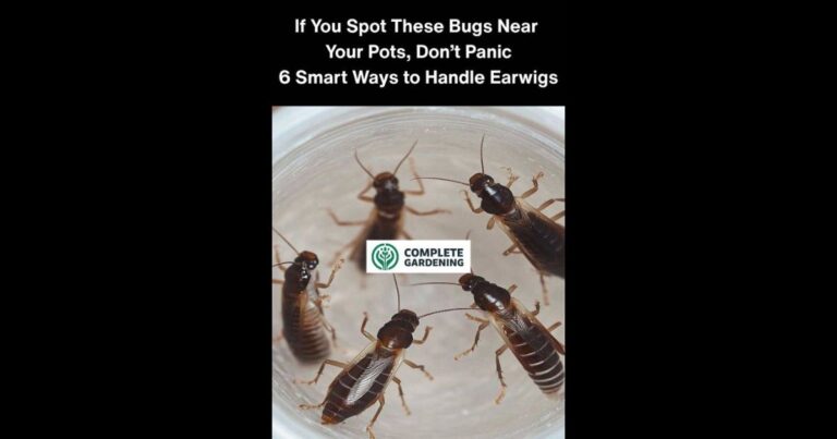 If You Spot These Bugs Near Your Pots, Don’t Panic – 6 Smart Ways to Handle Earwigs