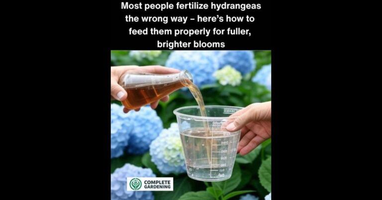Can’t Believe I’ve Been Fertilizing My Hydrangeas Wrong This Whole Time