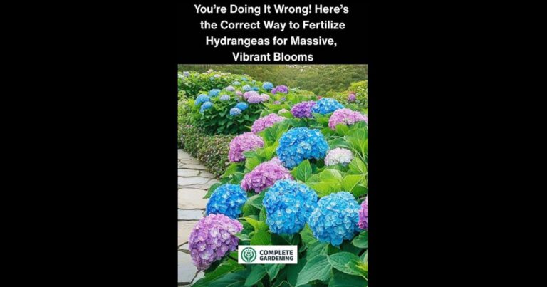 You’re Doing It Wrong! Here’s the Correct Way to Fertilize Hydrangeas for Massive, Vibrant Blooms