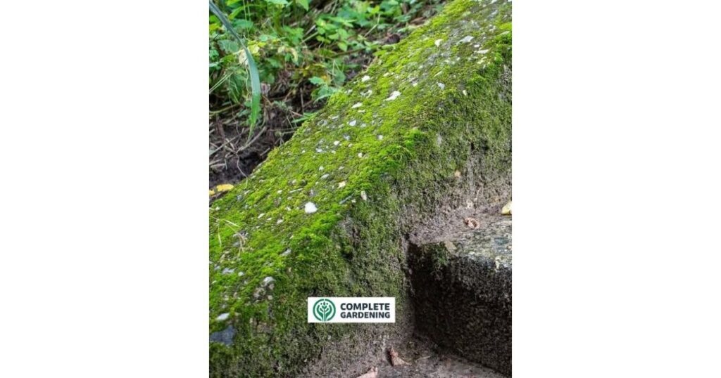 Spotted green, fuzzy patches in your garden? It might look like decay, but here’s why you may actually want to keep it!