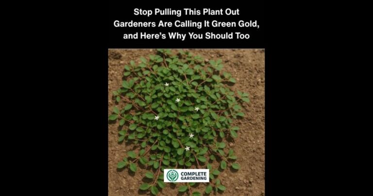 Stop Pulling This Plant Out – Gardeners Are Calling It Green Gold, and Here’s Why You Should Too