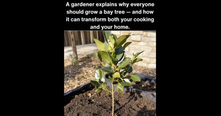 Useful to Know: Why Every Gardener Should Have a Bay Tree at Home