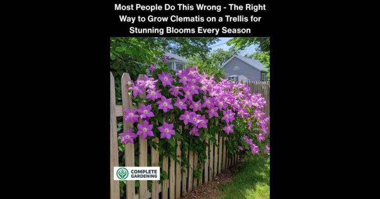 Most People Do This Wrong – The Right Way to Grow Clematis on a Trellis for Stunning Blooms Every Season