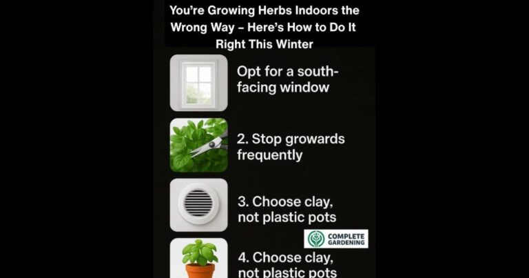 You’re Growing Herbs Indoors the Wrong Way – Here’s How to Do It Right This Winter