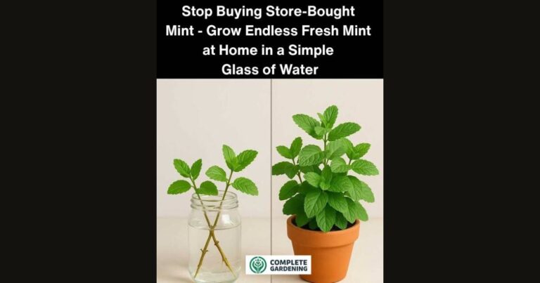 Stop Buying Store-Bought Mint – Grow Endless Fresh Mint at Home in a Simple Glass of Water