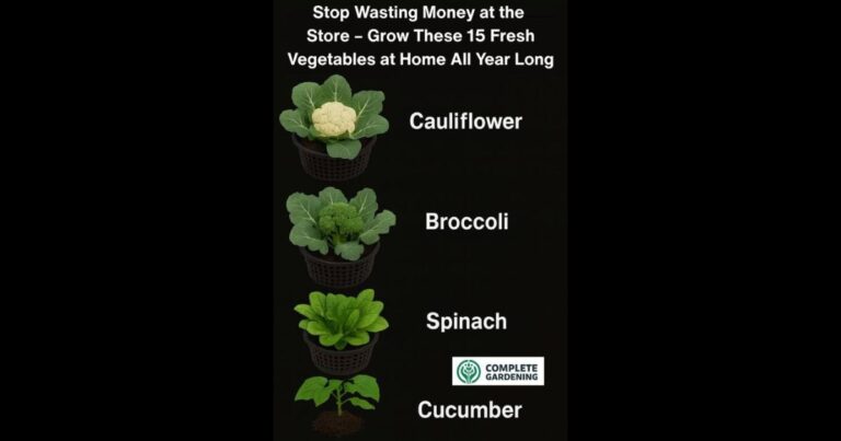 Stop Wasting Money at the Store – Grow These 15 Fresh Vegetables at Home All Year Long