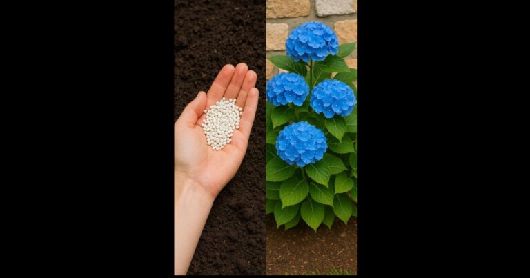 Hydrangeas Keep Dying Too Soon? Here’s What You’re Missing and the Simple Fixes That Actually Work