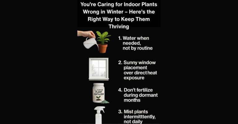You’re Caring for Indoor Plants Wrong in Winter – Here’s the Right Way to Keep Them Thriving