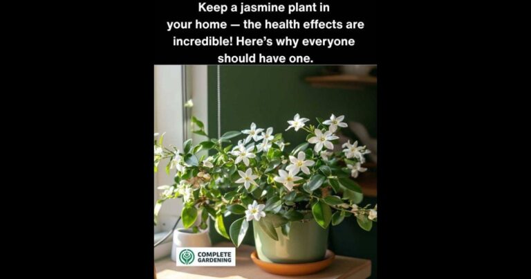 I Had No Idea! Why You Should Add a Jasmine Plant to Your Home Right Now