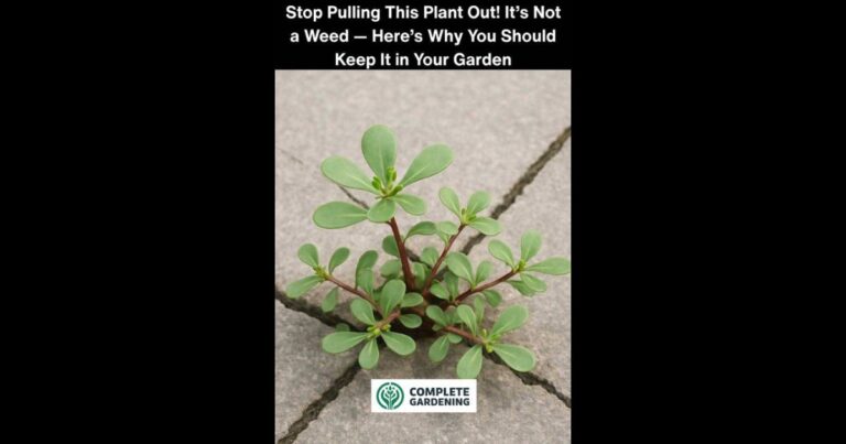 Stop Pulling This Plant Out! It’s Not a Weed — Here’s Why You Should Keep It in Your Garden
