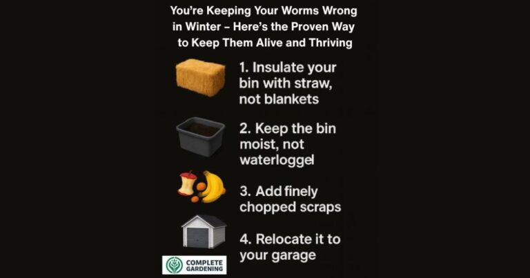 You’re Keeping Your Worms Wrong in Winter – Here’s the Proven Way to Keep Them Alive and Thriving