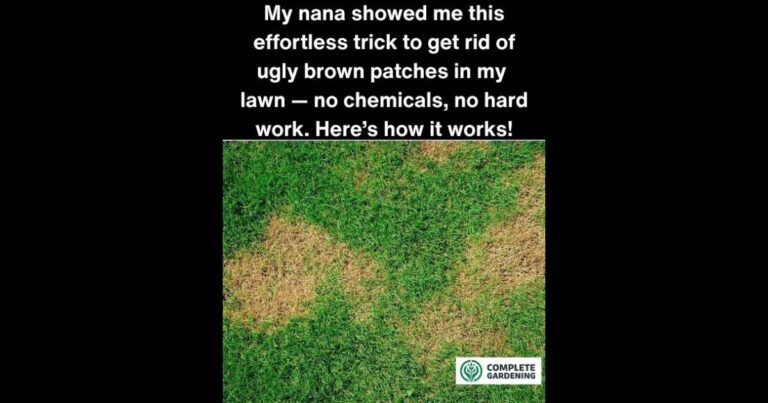 How Did I Not Know This? My Nana’s Easy Trick to Fix Brown Patches in the Lawn with Almost No Effort