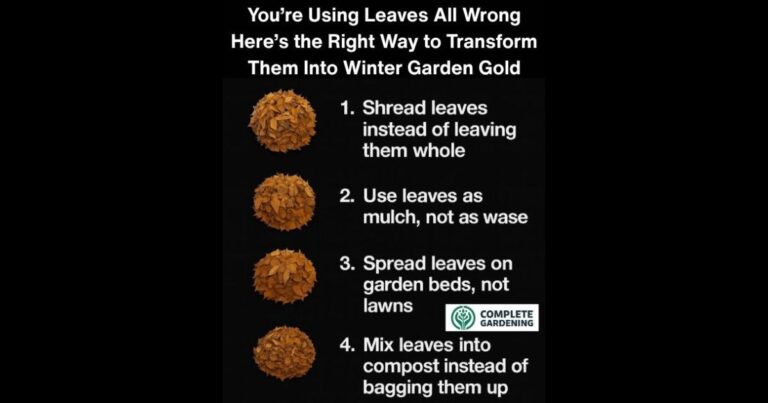 You’re Using Leaves All Wrong – Here’s the Right Way to Transform Them Into Winter Garden Gold