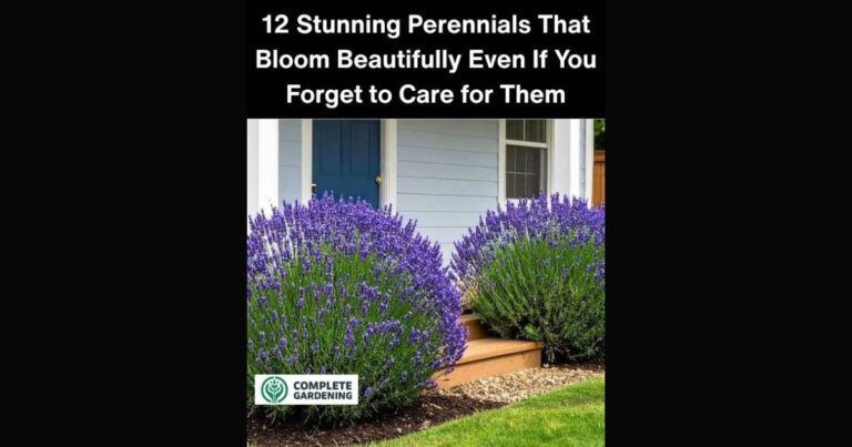 12 Stunning Perennials That Bloom Beautifully Even If You Forget to Care for Them