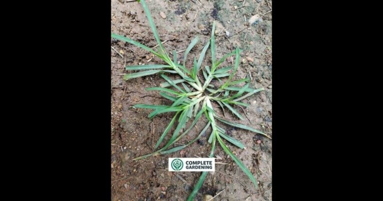 Find This “Weed”? You’ve Struck Gold – Most People Ignore It, But It’s One of Nature’s Most Miraculous Plants