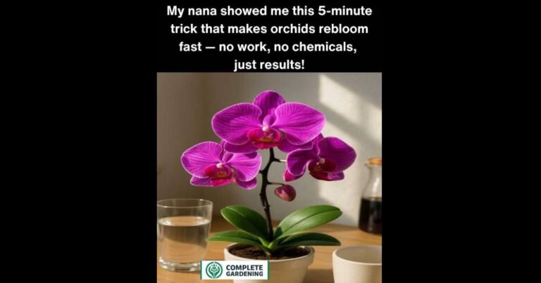 My nana showed me this 5-minute trick that makes orchids rebloom fast — no work, no chemicals, just results!