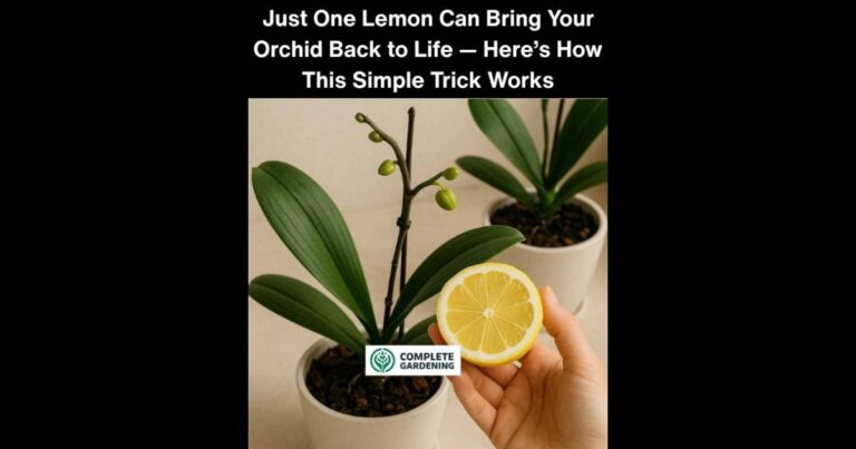 Just One Lemon Can Bring Your Orchid Back to Life — Here’s How This Simple Trick Works